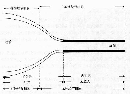 Ծ޽᳦ķʾͼ