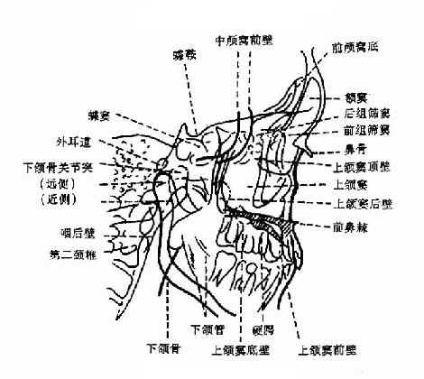 λ